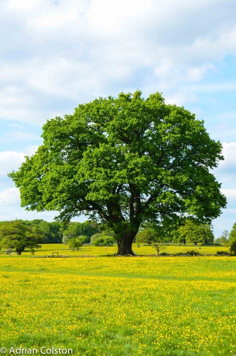 Beautiful Tree Photography, Tree Reference Photography, Tree Reference, Yellow Trees Photography, Biggest Trees In The World, Big Old Tree, Art For Walls, Oldest Tree In The World, Tree Photos