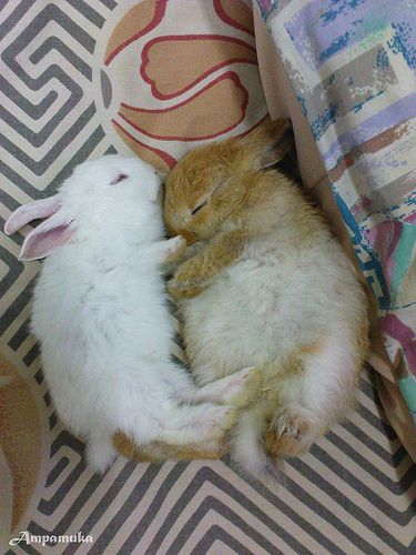 Snuggle bunnies Two Bunnies, Snuggle Bunny, Rabbit Breeds, Cute Bunny Pictures, Night Off, Kawaii Bunny, Bunny Pictures, Pet Bunny, Cuddly Animals