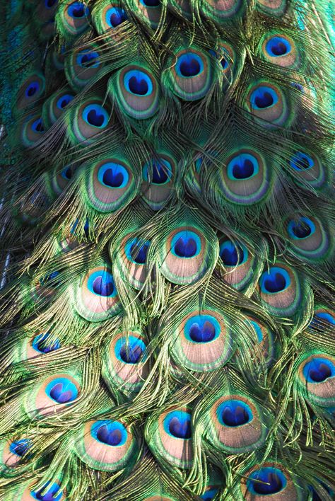 Tail of a Peacock Peacocks Photography, Vibe Board, Peacock Tail, Baby Krishna, Beautiful Animals, Peacocks, Bird Species, Animals Beautiful, Pet Birds