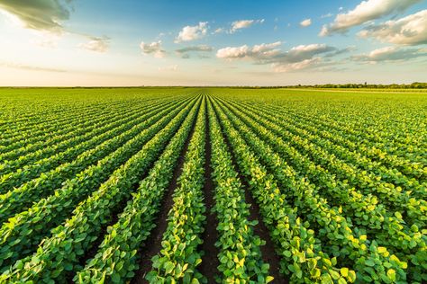 Agriculture Pictures, Agriculture Facts, Soybeans Plant, Agriculture Photography, Growing Green Beans, Commercial Farming, Crop Field, Modern Farmer, Agricultural Sector