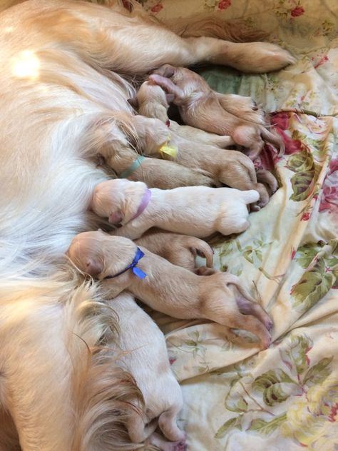 Golden Retriever Newborn, Puppies Newborn, Newborn Puppy, Newborn Puppies, Dog Breeding, Golden Retriever Puppies, Retriever Puppies, Fun Sized, Golden Retriever Puppy