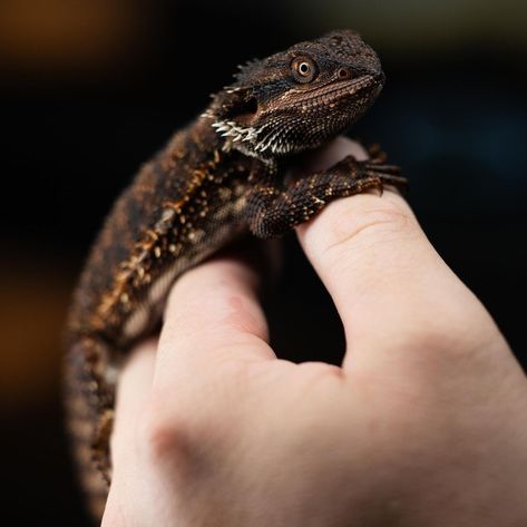 Red Monster Bearded Dragon by Biblical Dragons Black Bearded Dragon, Pretty Reptiles, Red Bearded Dragon, Bearded Dragon Colors, Red Monster, Baby Bearded Dragon, Black Beards, Cute Reptiles, Exotic Animals