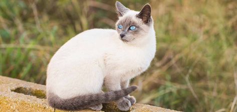 Blue Point Siamese - A Complete Guide To This Unique Color Blue Point Cat, Siamese Cats Facts, Blue Point Siamese, American Wirehair, Ocicat, Calming Cat, American Curl, Cat Allergies, Siamese Kittens