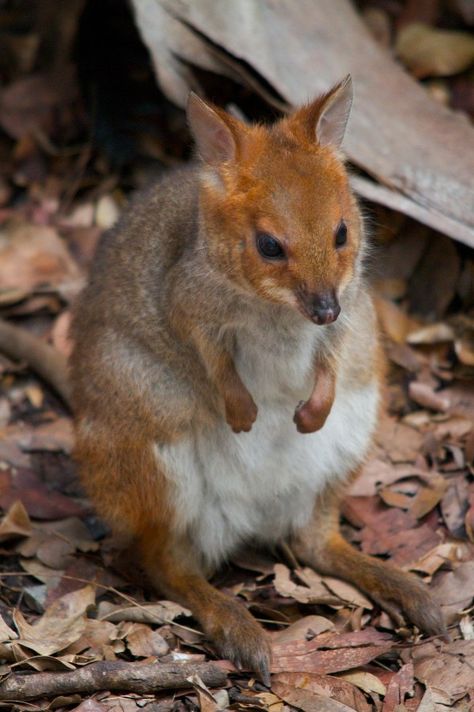 Red-Legged Pademelon Australian Mammals, Australian Fauna, Felt Animal Patterns, Animal Humor, Australia Animals, Nature And Wildlife, Australian Flora, Australian Wildlife, Unusual Animals