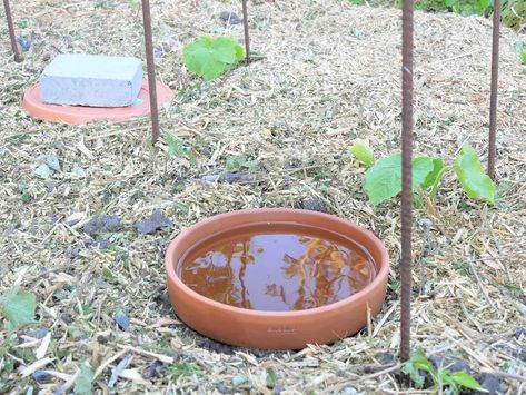 DIY Olla Pot for a Self-Watering Garden | Hunker Diy Olla, Olla Pot, Teracotta Pots, Watering Garden, Pot Image, Gardening For Dummies, Planting Pots, Planting Pot, Self Watering Pots