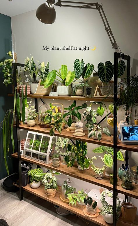 Plant Care Houseplant, My Plant, Inside Plants, Growing Plants Indoors, Plant Decor Indoor, Plant Aesthetic, House Plants Decor, Room With Plants, House Plants Indoor