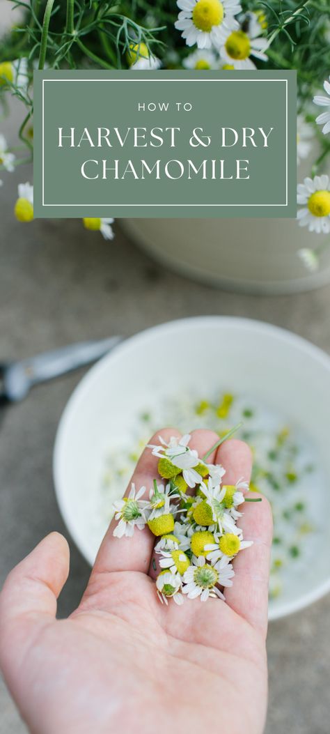 Chamomile is a fun and easy herb to grow for gardeners of all skill levels. While you can enjoy it in the garden all summer long, learning how to harvest and dry chamomile flowers for tea and herbal remedies is even more rewarding. Flowers For Tea, Easy Herbs To Grow, Chamomile Plant, Homestead Kitchen, Preserving Herbs, Chamomile Oil, Aromatic Oils, Roman Chamomile, Urban Homesteading