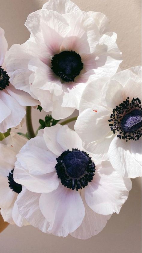 Anemone Plant | White Anemone Flower | Flowers Near Me White Anenome Flower, Pink Anemone Flower, Anemone Flower Aesthetic, Anemone Background, Anemone Aesthetic, Anemone Photography, Anemone Plant, Anemone Flower Tattoo, Blush Anemone