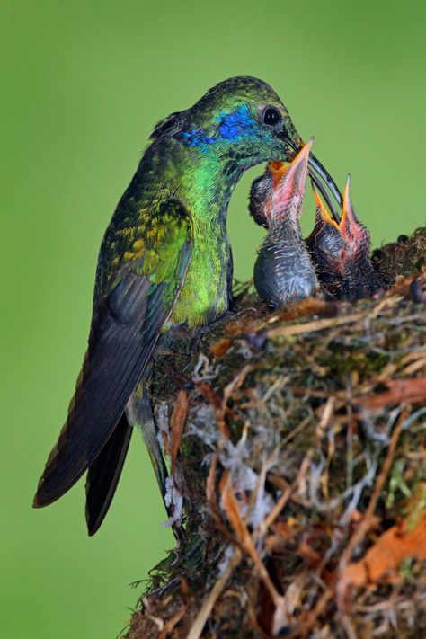 Humming Bird Nests, Hummingbird Favorite Flowers, Hummingbird In Nest, Habitat Project, Hummingbird Nests, Hummingbird Clearwing Moth, Habitats Projects, Hummingbird Nest, Tooth Fairy Letter