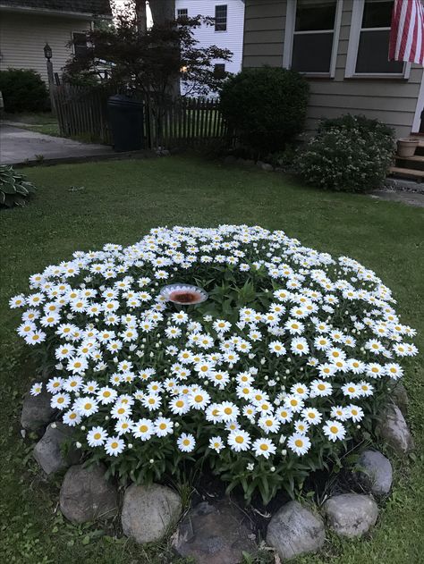 Daisies in Geneva Flores Plumeria, Types Of Blue Flowers, Daisy Garden, Diy Cups, Beautiful Flowers Garden, Love Garden, Rooftop Garden, Happy Flowers, Fantasy Art Landscapes