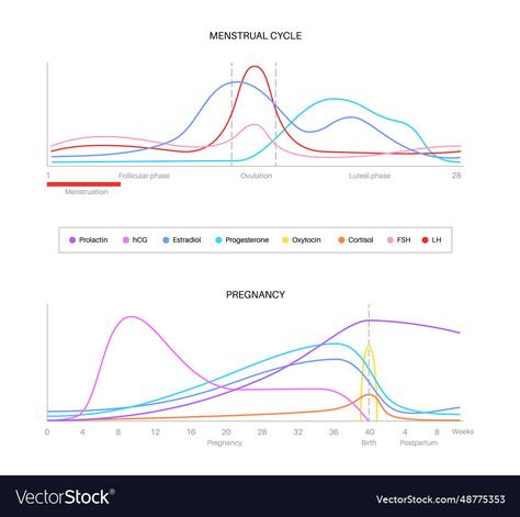 Menstrual Cycle Chart, Pregnancy Hormones, Flat Vector Illustration, Flat Vector, Female Body, Postpartum, Transparent Png, High Res, Png Images