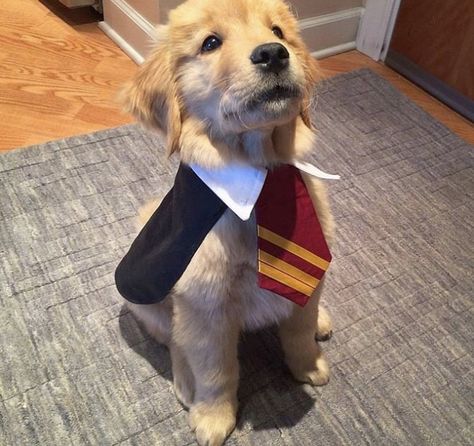 Golden Harry Potter for Halloween Harry Potter Dog Costume, Dog Costume Diy, Harry Potter Dog, Harry Potter Marathon, Cute Dog Costumes, Puppy Costume, Diy Dog Costumes, Pet Halloween Costumes, Costume Diy