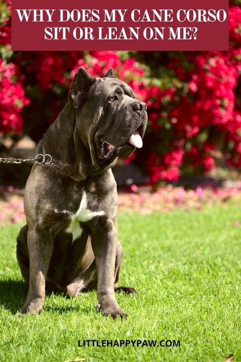 Why does my cane corso sit or lean on me? Learn more about Cane Corso Dogs. We are covering everything related to Cane Corso dogs tips, potty training, haircuts, growth, food, barking, shedding, behaviors and pictures! Find all about dog tips and hacks, how to train them to stop barking, dog care, potty training, and other dog training. All essential tips in one place for your dog and puppies! Cane Corso Training Tips, Dog And Puppies, Dogs Tips, Barking Dog, Cane Corso Puppies, Cane Corso Dog, Corso Dog, Lean On Me, Dog Tips