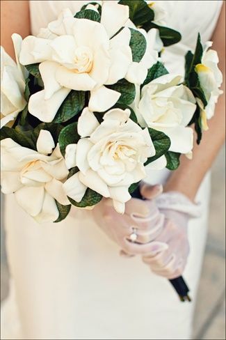 A Southern Gardenia bridal bouquet. So fragile, must be handled w/care, but ooohhh so worth it! Gorgeous, classic, and the scent is intoxicating! Wedding Day Meme, Gardenia Bouquet, Gardenia Wedding, Magnolia Bouquet, Classic Bouquet, Fav Flower, Gorgeous Bouquet, Magnolia Wedding, Bride's Bouquet