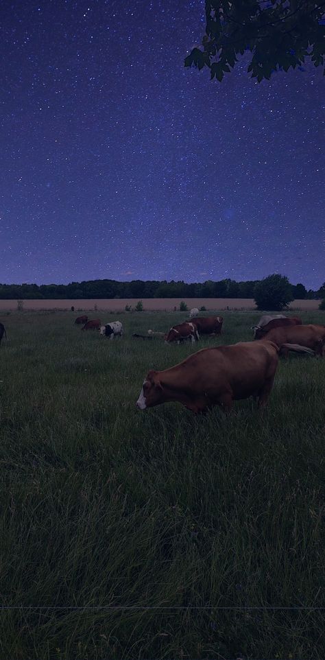 Farm At Night Aesthetic, Country Night Aesthetic, Cows At Night, Texas Wallpapers, Farm At Night, Cows Cute, Screen Savers Wallpapers Backgrounds, Country Night, Cow Pasture