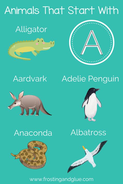 We all know the common animals that start with A, but now we have more animal facts for you to share with friends! Did you know that Aardvarks and Anteaters are different animals? Or that Apes do not have tails? Check out these animals that start with A facts and impress your friends. A Names, African Bullfrog, Asiatic Black Bear, Alpine Goats, African Bush Elephant, American Black Bear, River Dolphin, Adelie Penguin, February Ideas