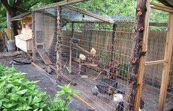 backyardchickens.com was so helpful in our coop design, and we had so much fun during the whole planning and building process we thought we would share our experience. We live on a 1/8 acre lot in a suburb of St. Louis.  We have chickens for eggs...