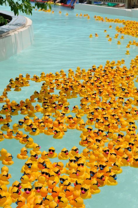 Pool full of ducks! Duck Wallpaper, Rubber Ducks, Picture Collage Wall, Yellow Walls, Photo Wall Collage, Rubber Ducky, Yellow Aesthetic, Aesthetic Colors, Picture Collage