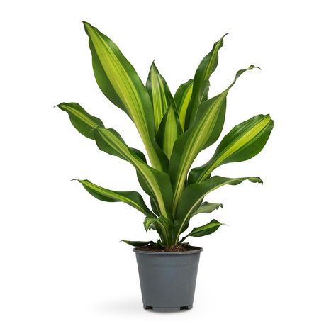 Dracaena Cintho, Dracaena Fragrans, Air Cleaning Plants, Tropical Africa, Modern Pot, Plant Pot Decoration, Gardens Design, Tall Planters, Indoor Gardens