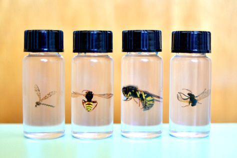 Insect Preservation, Preserving Insects, Taxidermy Diy, Entomology Decor, Different Bees, Borax Crystals, Insect Unit, Mad Scientists, Insect Taxidermy