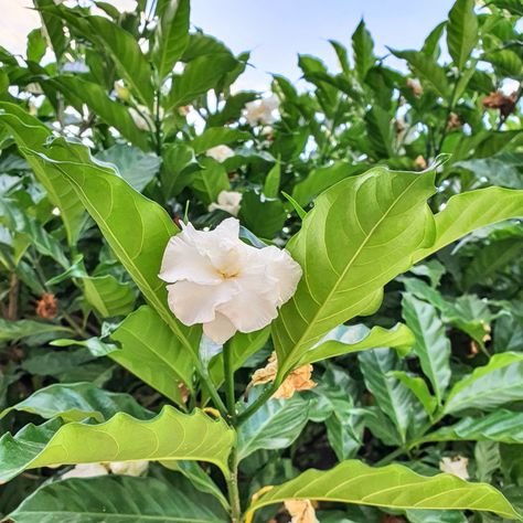 Tabernaemontana divaricata - jasmim café | Biologia da Paisagem Tabernaemontana Divaricata, Plant Leaves, Plants, Quick Saves