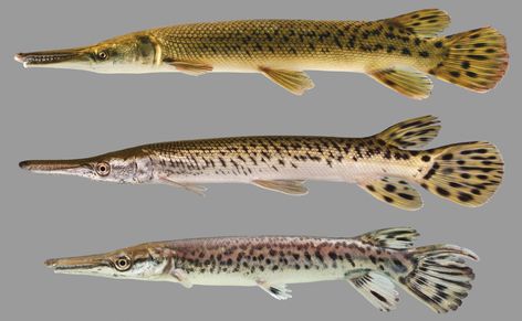 The alligator gar has a broad snout and two rows of teeth on the upper jaw. Learn more about this member of the gar family in this online Florida freshwater fish guide! #FamilyLepisosteidae #FloridaFish #Fishing #FreshwaterID #FishID Fish With Teeth, Gar Fish, Freshwater Goby Fish, Prehistoric Fish, Florida Alligators, Goliath Tiger Fish, Asian Sheepshead Fish, Alligator Gar Fish, Fish Reference