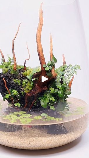 247K views · 2.8K reactions | Ikea Vase nature scape paludarium #ikea #nature #scape #paludarium #terrarium | The Urban Nemophilist Ikea Vase, Nature Scape, Ikea Vases, The Urban, Terrarium, Vase, Plants, Nature