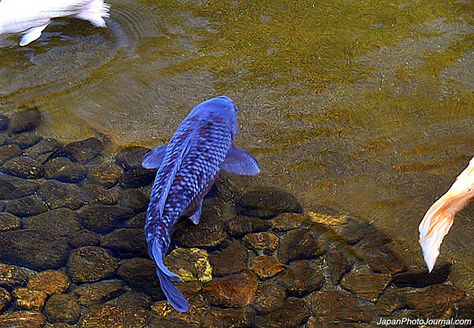 Blue koi Koi Fish Colors, Karp Koi, Koi Pond Ideas, Butterfly Koi, Backyard Decks, Goldfish Pond, Blue Koi, Pond Fish, Koi Art