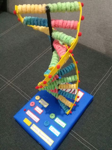 Dna Replication Model Project, Diy Dna Model, Dna Model Project Ideas Biology, Dna Model Project Ideas, Dna Replication Model, Model Dna, Dentist School, Dna Model Project, Dna Project