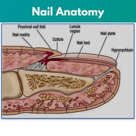 Anatomy of Toenails Nail Bed Damage, Nail Structure, Fingernail Health, Nail Education, Nail Tech School, Nail Problems, Nail Courses, Human Body Anatomy, Diy Acrylic Nails