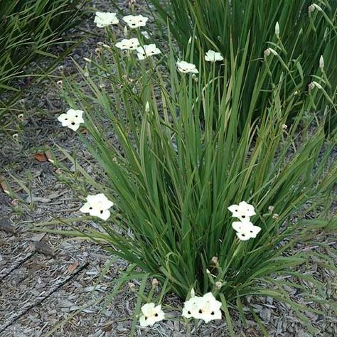 Fortnight Lily Fortnight Lily, Iris Plant, African Iris, Front Porch Landscape, Front Yard Plants, Orchard Tree, Wild Iris, Australian Native Plants, Low Maintenance Garden