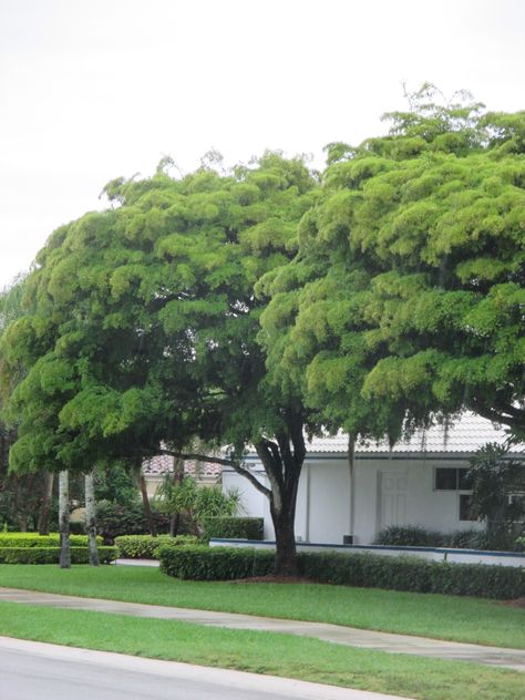 Shady Lady Tree - hardy, larger canopy tree      Universal Landscape, Inc.  www.universaldevgroup.com Shady Lady Tree, Canopy Trees, Canopy Structure, Lovely Landscapes, Canopy Glass, Deck Canopy, Portable Canopy, Canvas Canopy, Beach Canopy