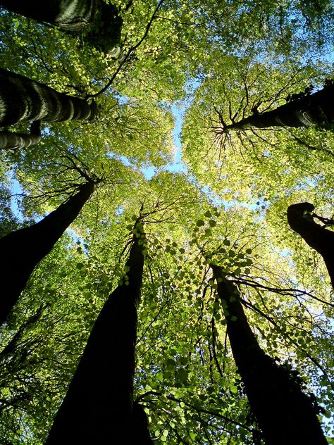 Tall Trees, Tree Hugger, Nature Tree, Tree Forest, Alam Yang Indah, Beautiful Tree, In The Forest, Arbor, Amazing Nature