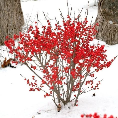 ​﻿​﻿​​﻿BERRY POPPINS® Winterberry Holly - Proven Winners ColorChoice Flowering Shrubs Snowberry Bush, Shamrock Inkberry Holly, Common Snowberry, Admiration Barberry Shrub, Winterberry Holly, Deer Proof Plants, Holly Shrub, Deer Proof, Shade Shrubs