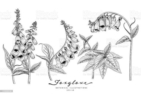 Foxglove Drawing, Foxglove Tattoo, Foxglove Flower, Delicate Flower Tattoo, Flower Drawings, Decorative Set, White Backgrounds, Floral Drawing, Art Tools Drawing