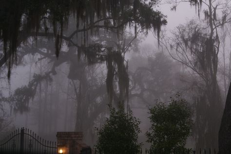 South Louisiana Foggy morning Southern Gothic Louisiana, Louisiana Gothic Fashion, Lousiana Gothic, Bayou Aesthetic Dark, Louisiana Gothic Aesthetic, Deep South Aesthetic, Louisiana Gothic, Bayou Witch, Louisiana Aesthetic