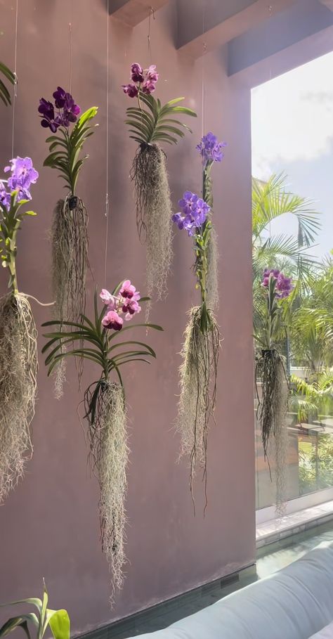 Hanging Orchid, Orchid House, Vanda Orchids, Potted Plants Outdoor, Growing Orchids, Dendrobium Orchids, Orchids Garden, Inside Plants, Plant Aesthetic