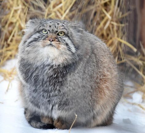 Manul Cat, Pallas Cat, Small Wild Cats, Pallas's Cat, Cat Species, Exotic Cats, Cute Creatures, Cute Little Animals, Beautiful Cats