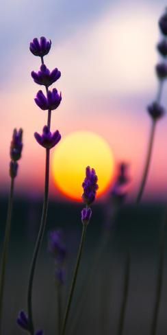 size: 24x12in Photographic Print: Vertical Shot of Lavenders Blossoming in the Garden at Sunset by Wirestock : Wildflower Sunset, Art For Walls, Lavender Wall, Ipad Background, Art Nouveau Art, Nouveau Art, Garden Photography, Journal Art, Flower Wall Art