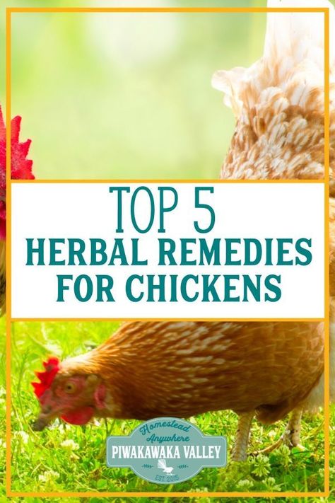 5 Herbal Medicines for Chicken Illnesses: Natural remedies for Poultry. Here are five herbs that can help you keep your chickens happy and healthy. Most of these are very easy to grow yourself so you can use them when you need to. #backyardchickens #chickencoop #chickens #homesteading #homesteads #piwakawakavalley Chicken Illness, Sick Food, Fences Ideas, Yard Animals, Urban Chicken Farming, Chicken Raising, Laying Chickens, Chicken Care, Meat Rabbits