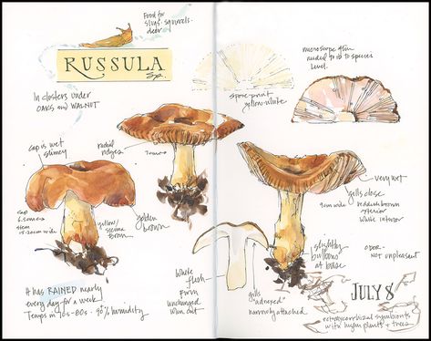 Painting Mushrooms, Nature Exploration, Botanical Sketchbook, Field Journal, Mushroom Drawing, Nature Sketch, Nature Study, Sketchbook Inspiration, Nature Journal