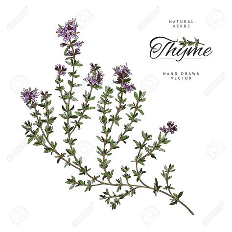 Wild Mountain Thyme Tattoo, Mint Tattoo, Creeping Flowers, Thyme Herb, Draw Hair, Floral Tattoo Sleeve, Collar Bone Tattoo, Tattoo Project, Tattoo Sleeve