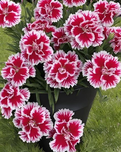 Dianthus Flowers 😍 Dianthus Flowers, Flowers, On Instagram, Instagram, Art