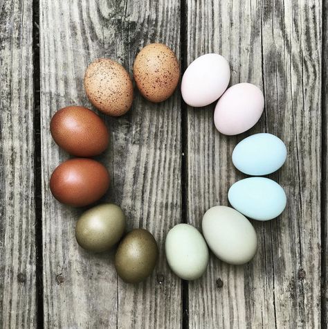 We love our backyard chickens and the colorful egg layers are amazing! 🙌🏻 Colorful Egg Layers, Rainbow Egg Layers, Olive Eggers, Rainbow Eggs, Farm Livestock, Color Eggs, Egg Colors, Olive Egger, Farm Chickens