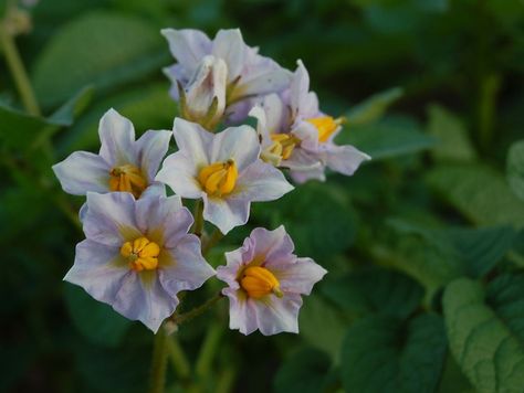 Potato flowers Potato Flower Tattoo, Potato Flower, Flower Tattoo, Tattoos, Floral, Flowers, Plants, Art