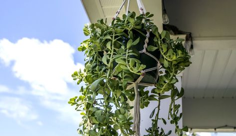 Trailing Jade Plants: How to Grow and Care for Trailing Jade Hanging Jade Plant, Trailing Jade Plant Care, Trailing Jade Plant, Sunroom Plants, Jade Plant Propagation, Jade Plant Care, Jade Succulent, Easy Hair Ideas, Jade Plant