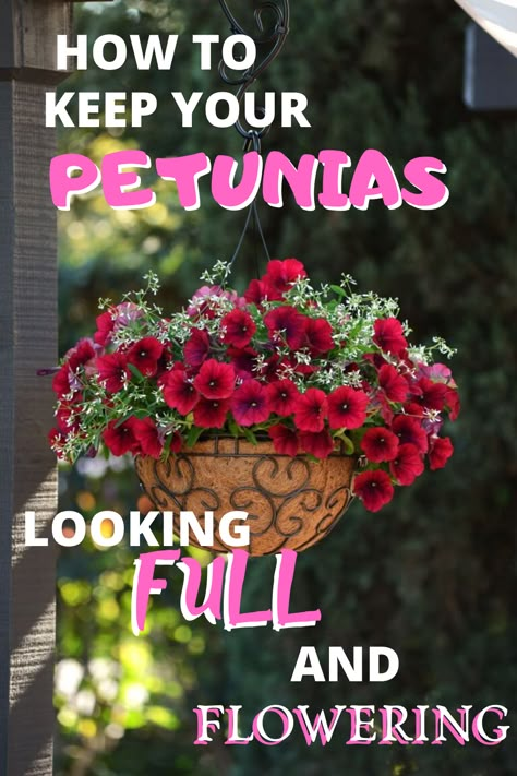 Petunia Care, Hanging Basket Garden, Petunia Plant, Garden Remedies, Porch Flowers, Container Garden Design, Container Gardening Flowers, Plants For Hanging Baskets, Easy Backyard