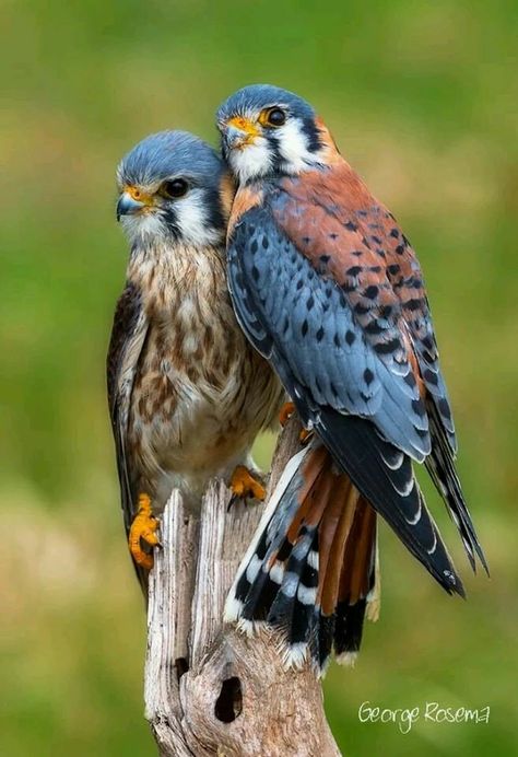 The Seychelles kestrel (Falco araeus) is a small bird of prey belonging to the genus Falco in the falcon family, Falconidae. It is endemic to the Seychelles Islands where it is the only breeding bird of prey. It is known in Seychellois Creole as the katiti after its loud, shrill call. Kestrel, Kinds Of Birds, Airbrush Art, Character Inspo, Bird Pictures, Exotic Birds, Pretty Birds, Bird Photo, Colorful Birds