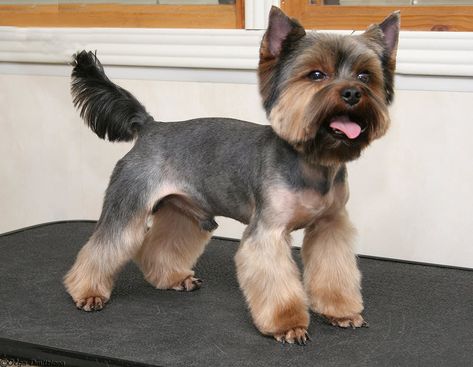 Yorkshire Terrier Grooming, Yorkie Cuts, Yorkie Hairstyles, Maltese Breed, Yorkie Haircuts, Yorkshire Terrier Haircut, Dog Grooming Styles, Puppy Cut, Dog Haircuts