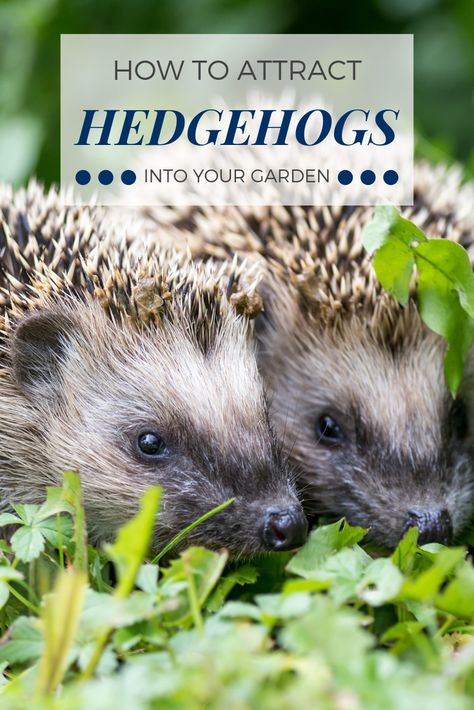 Wildlife Garden Design, Hedgehog House, Front Garden Landscape, Wildlife Garden, Garden Animals, Wildlife Gardening, Home Vegetable Garden, Wildlife Habitat, Illustration Cartoon